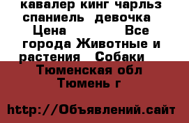  кавалер кинг чарльз спаниель -девочка › Цена ­ 45 000 - Все города Животные и растения » Собаки   . Тюменская обл.,Тюмень г.